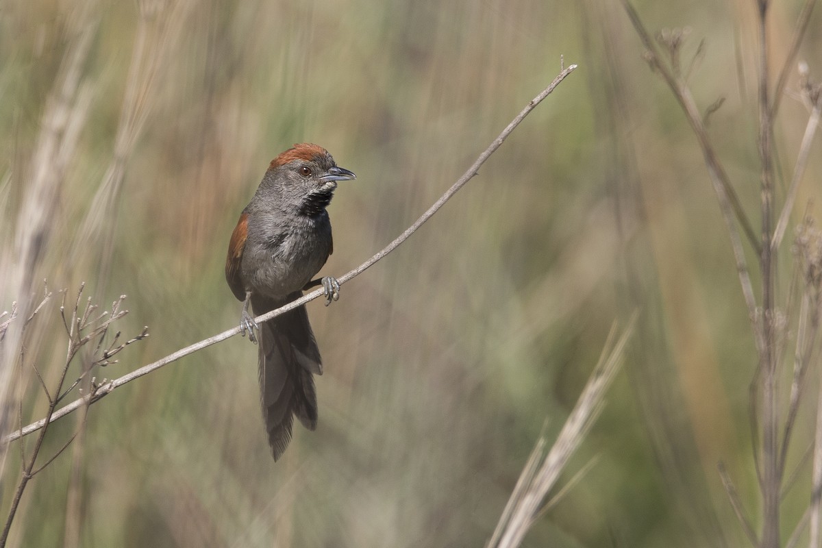 Cinereous-breasted Spinetail - ML396841331