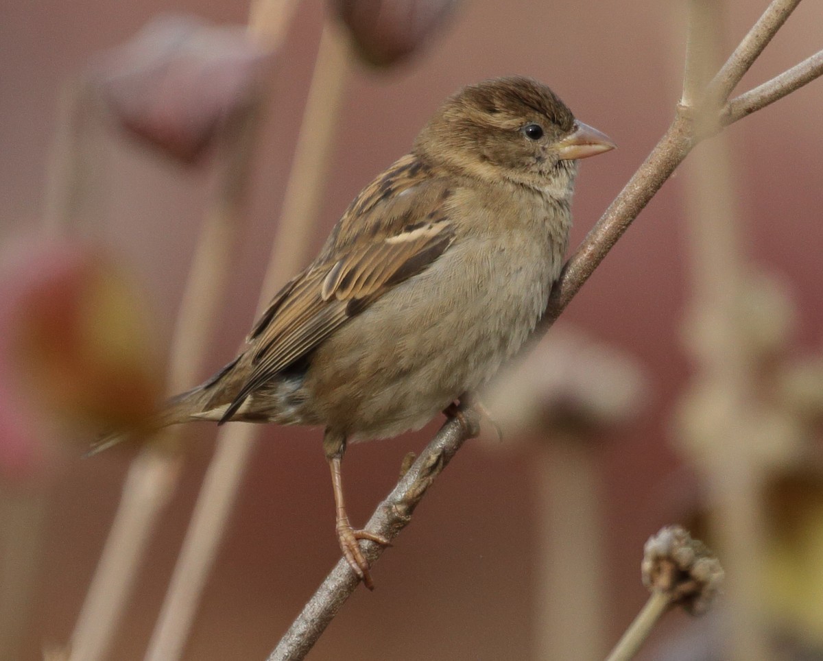 House Sparrow - ML396841731