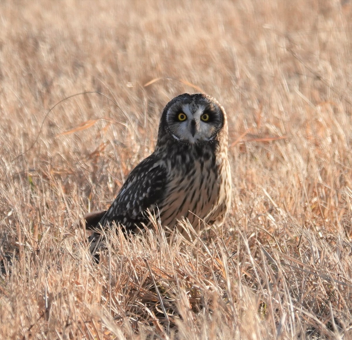 Short-eared Owl - ML396842441