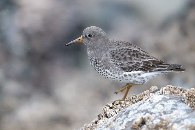 Rock Sandpiper