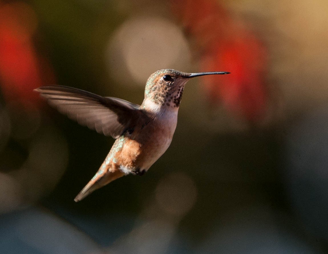Rufous Hummingbird - John Baird