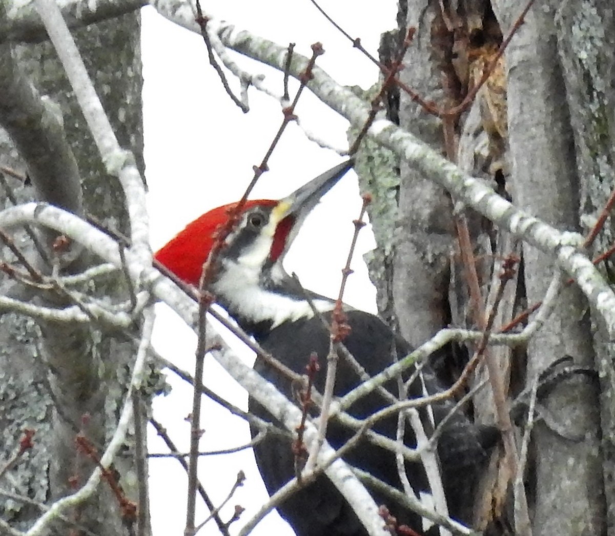 Pileated Woodpecker - ML396853201
