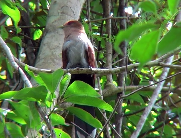 Squirrel Cuckoo (Amazonian) - ML396872961