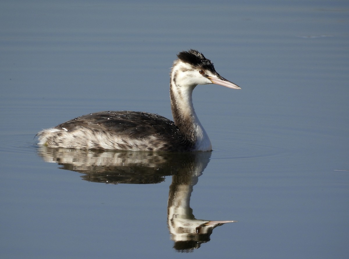 Great Crested Grebe - ML396879141