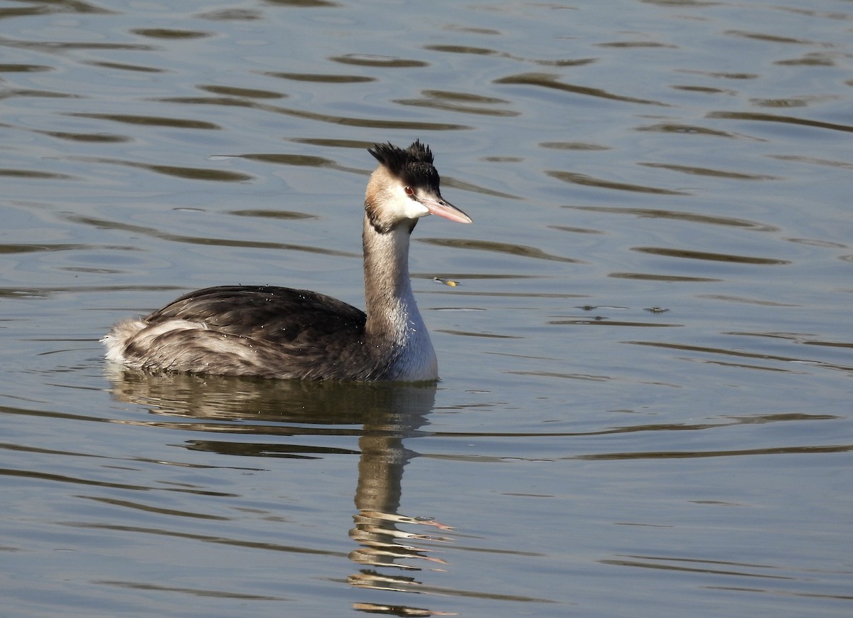 Great Crested Grebe - ML396879271