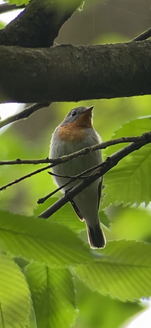 Red-breasted Flycatcher - ML396879351