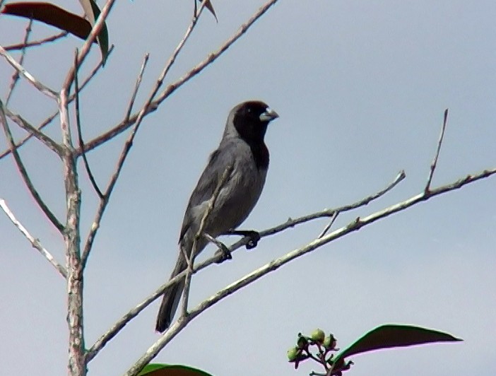 Black-faced Tanager - ML396880141