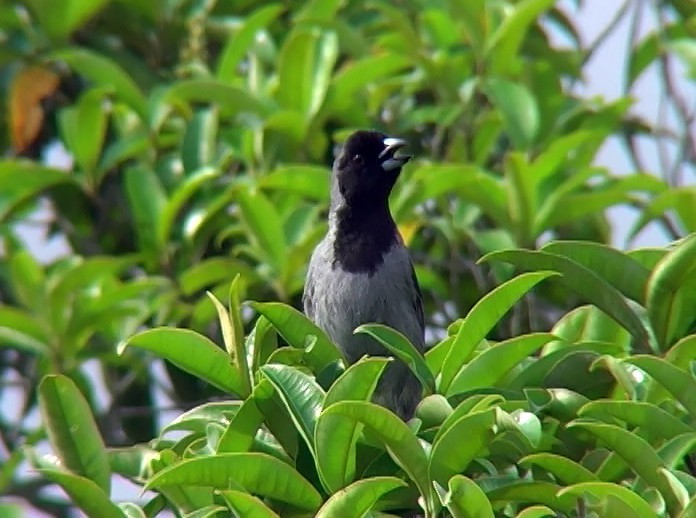 Black-faced Tanager - ML396880151