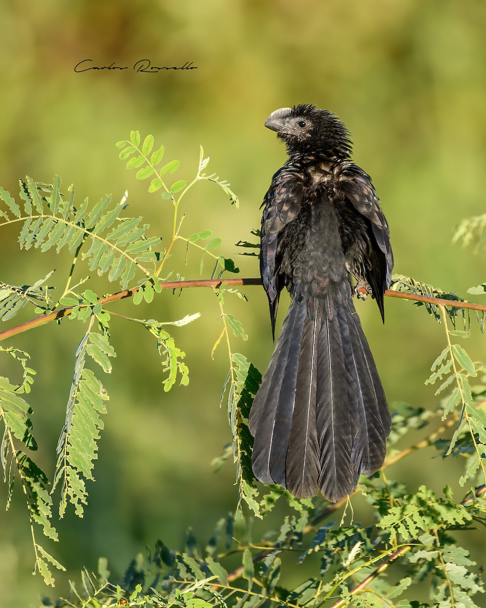 Smooth-billed Ani - Carlos Rossello