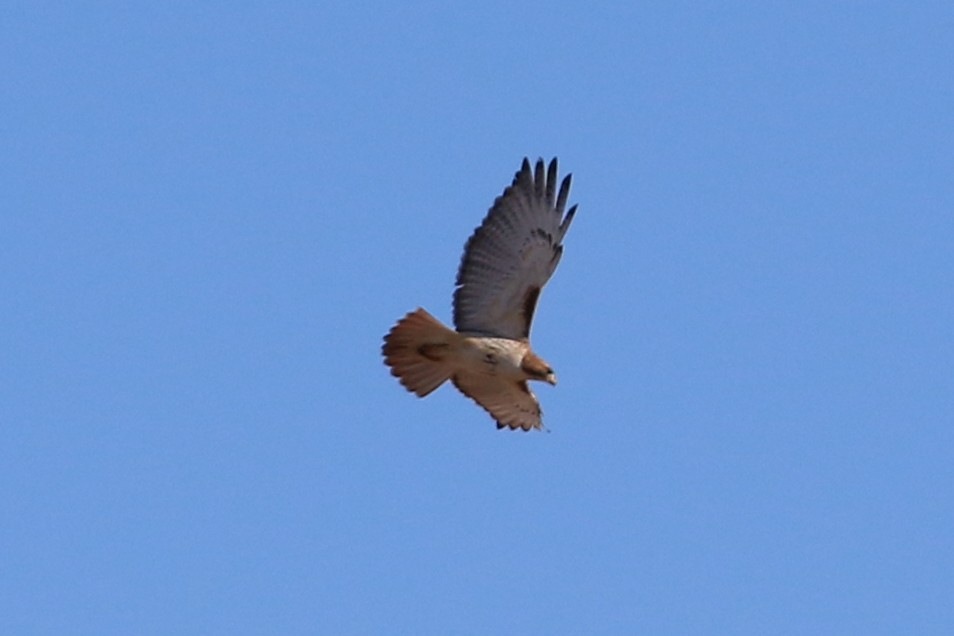 Red-tailed Hawk - ML396885701