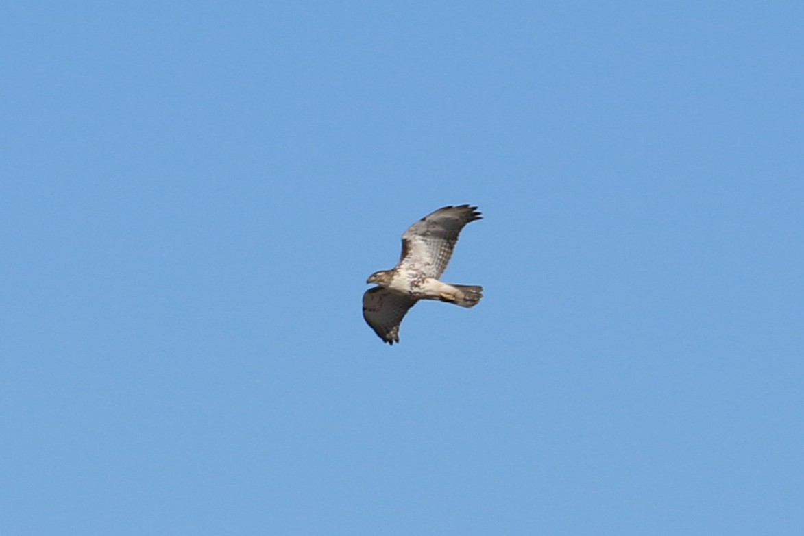 Red-tailed Hawk - ML396885721