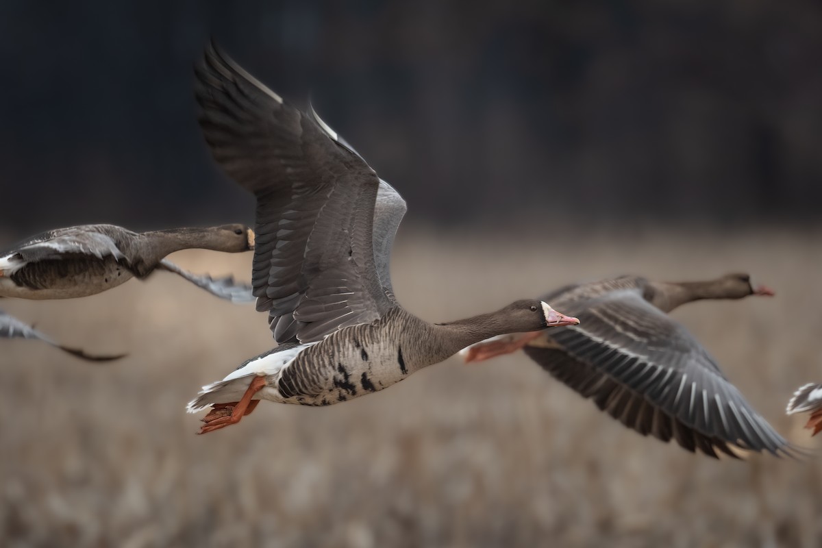 Greater White-fronted Goose - Mark Parker