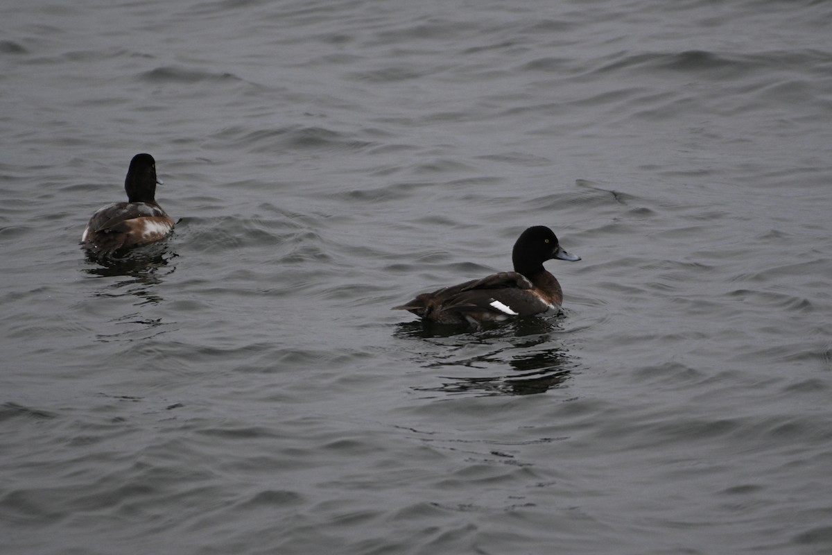 Greater Scaup - ML396897671
