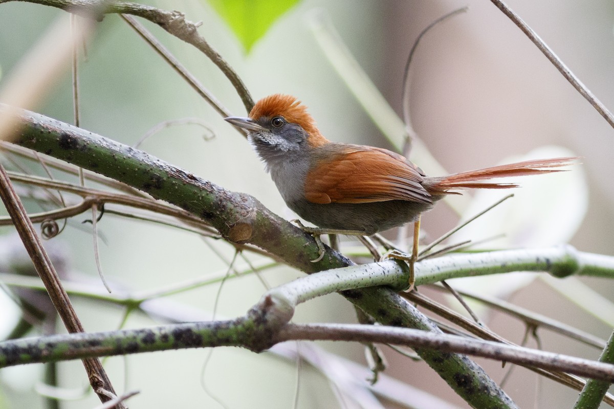 Pinto's Spinetail - ML396899041