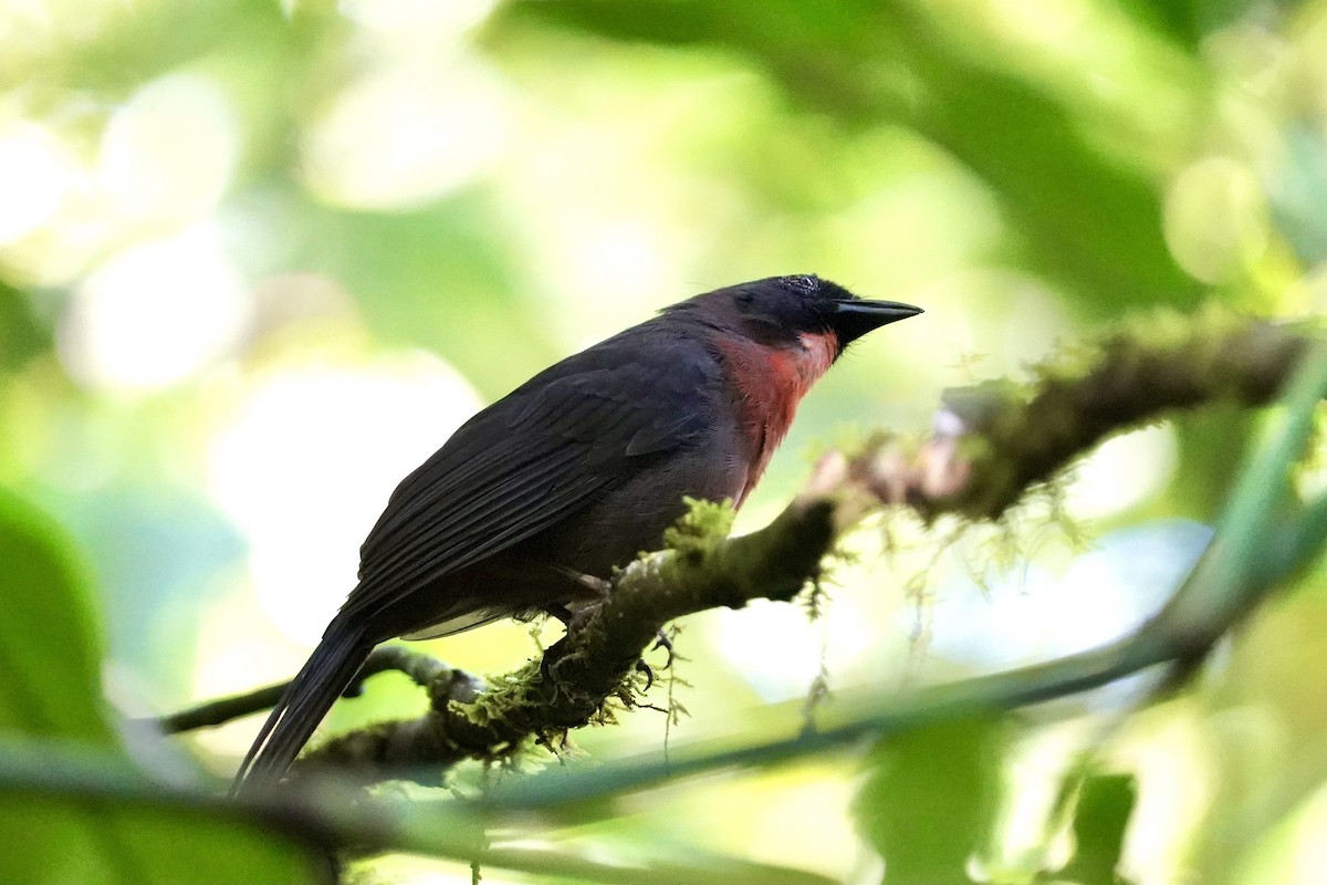 Black-cheeked Ant-Tanager - ML396900691