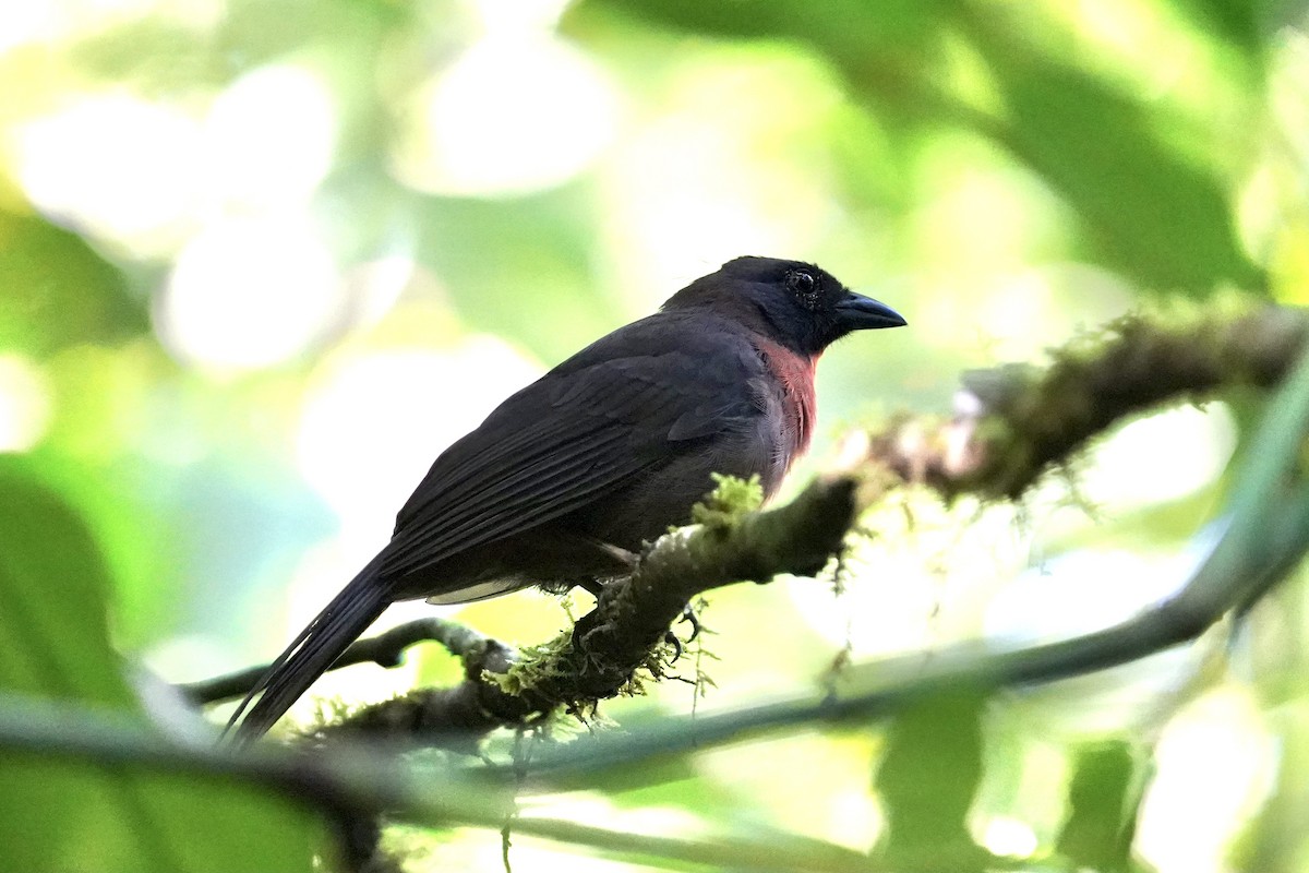 Black-cheeked Ant-Tanager - ML396900721