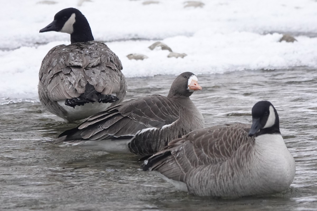 Greater White-fronted Goose - ML396903521