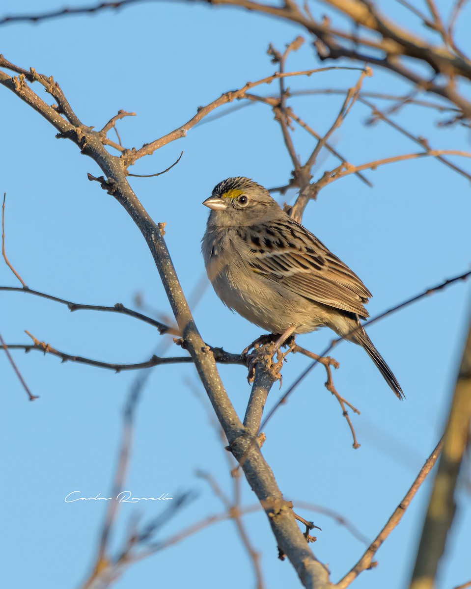 Grassland Sparrow - ML396904191