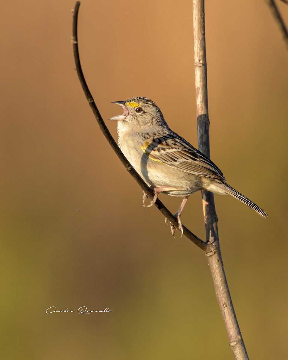 Grassland Sparrow - ML396904231
