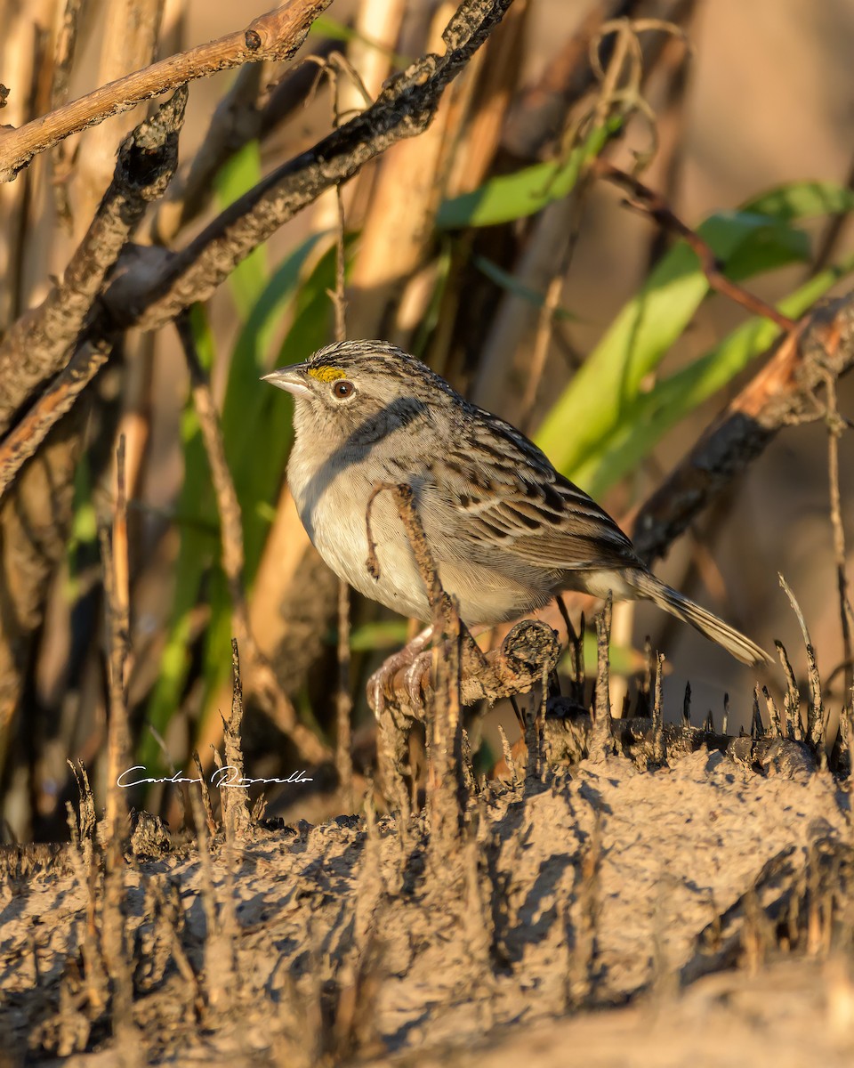 Grassland Sparrow - ML396904241
