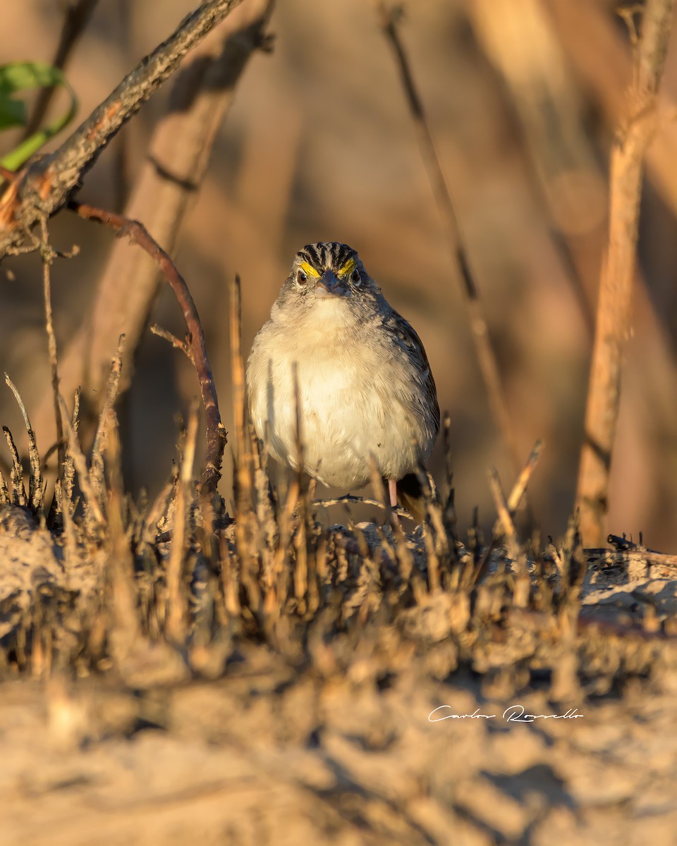 Grassland Sparrow - ML396904271