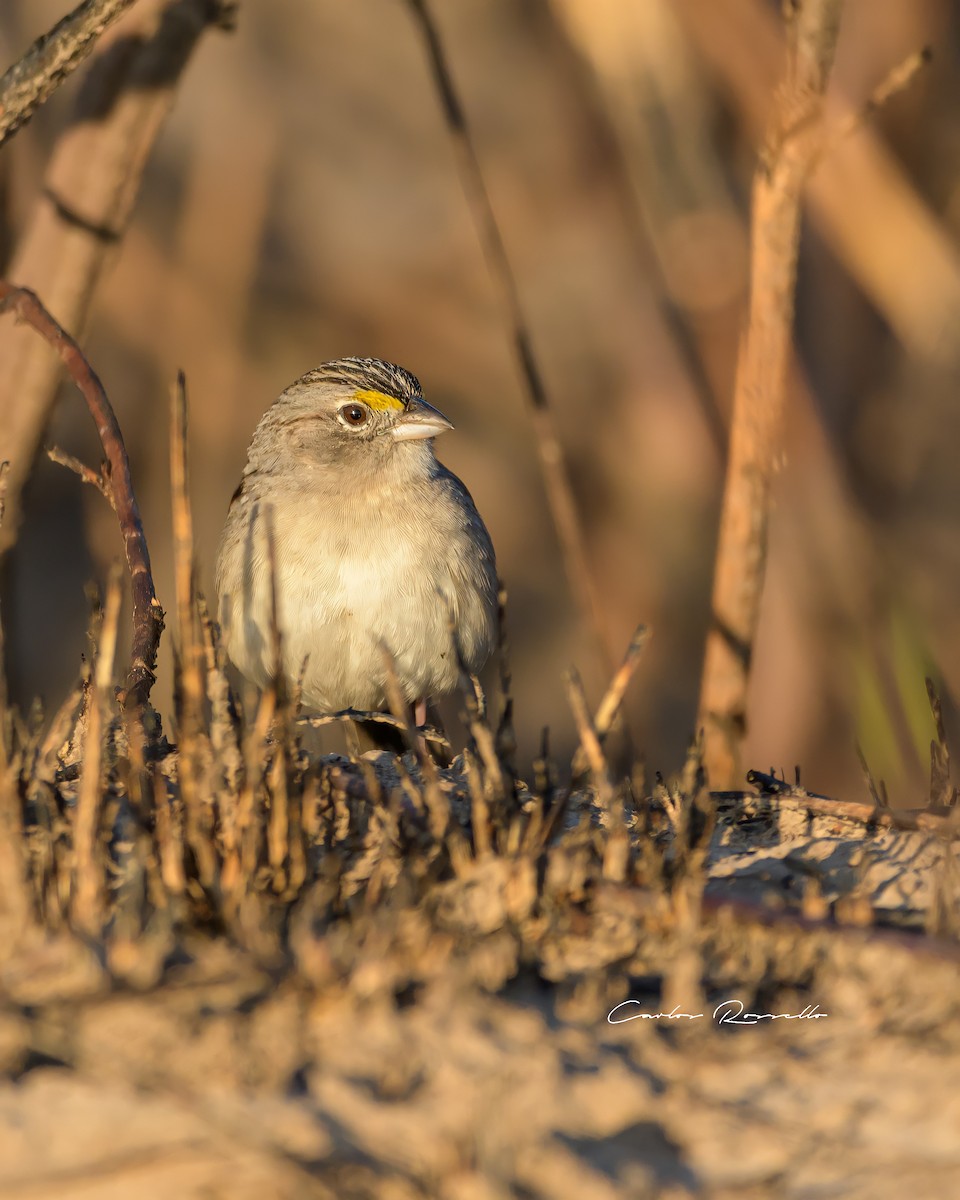 Grassland Sparrow - ML396904291