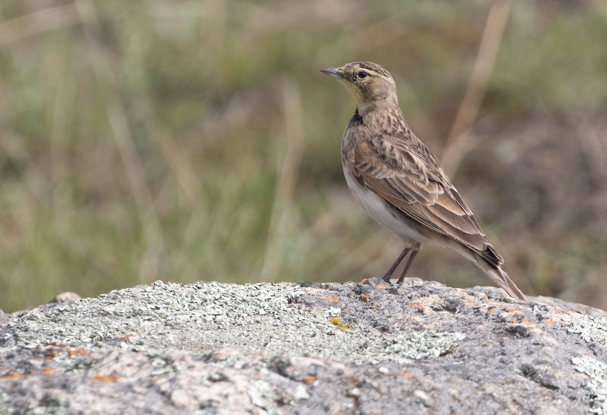 Alondra Cornuda (peregrina) - eBird