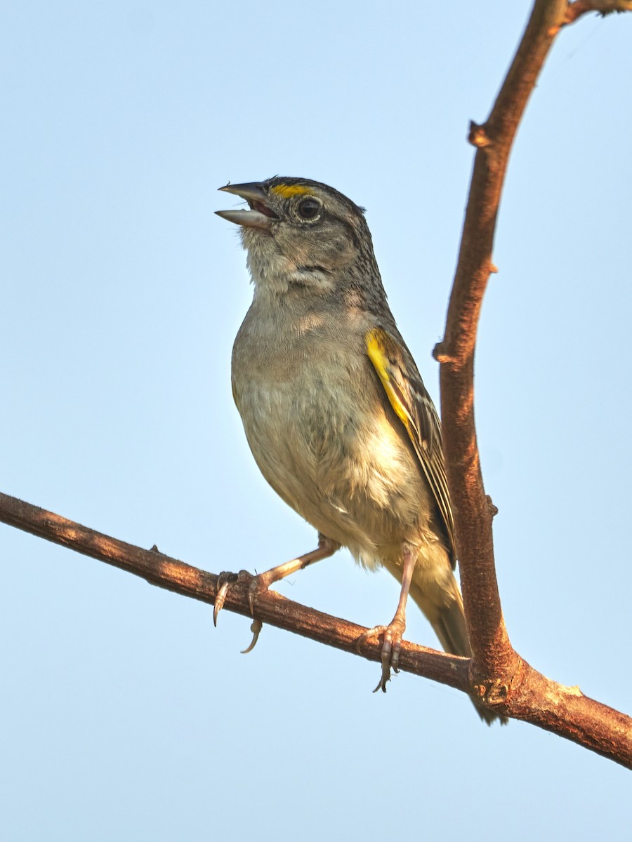 Grassland Sparrow - ML396910061