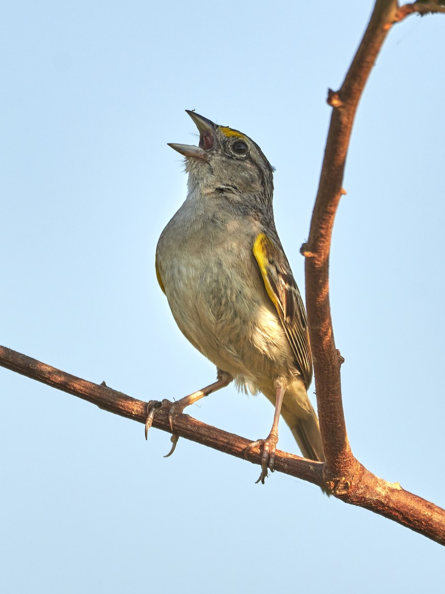 Grassland Sparrow - ML396910081