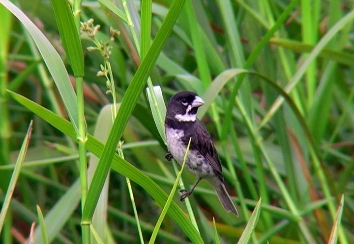 Double-collared Seedeater - ML396913591