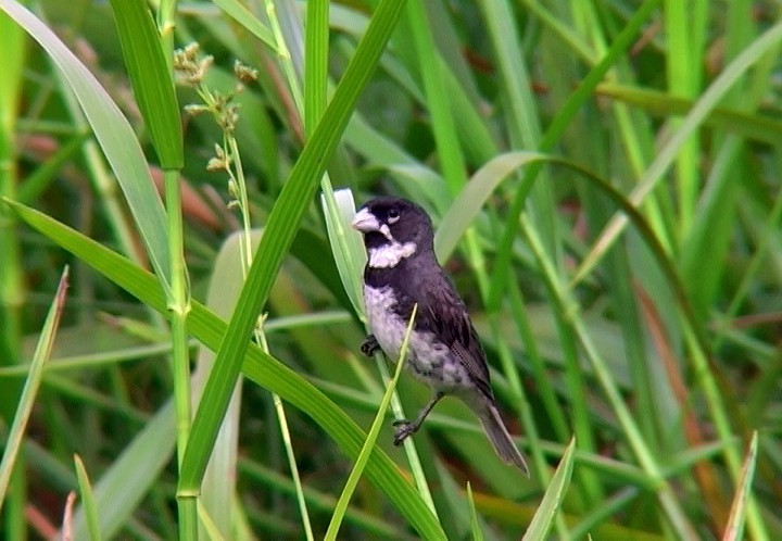 Double-collared Seedeater - ML396913601