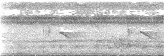 holub růžovoprsý - ML396914281