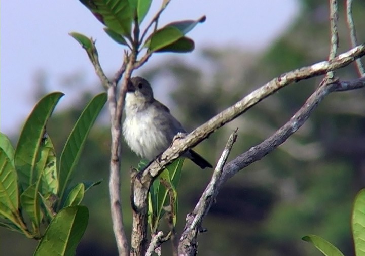 White-bellied Seedeater (Gray-backed) - ML396914621