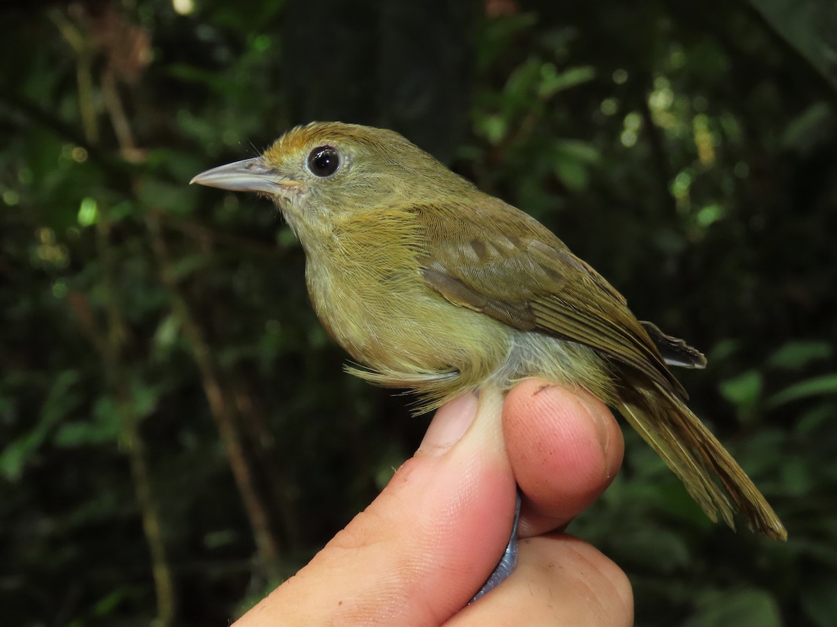 Tawny-crowned Greenlet (Olive-crowned) - ML396915861