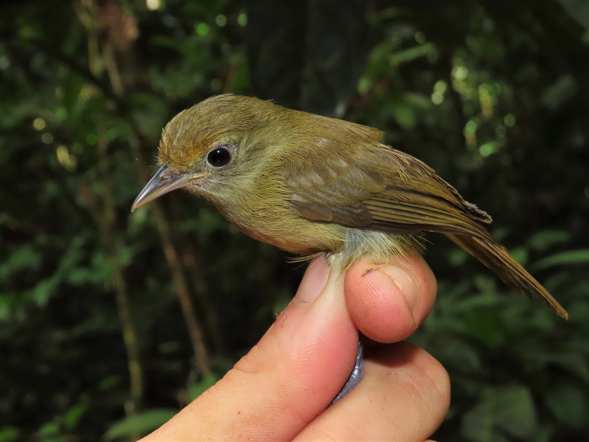 Tawny-crowned Greenlet (Olive-crowned) - ML396915991