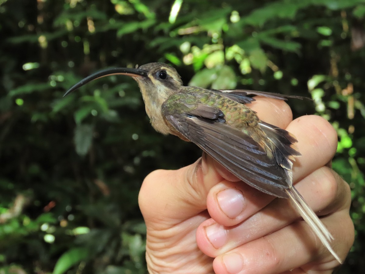 Long-tailed Hermit - ML396916651