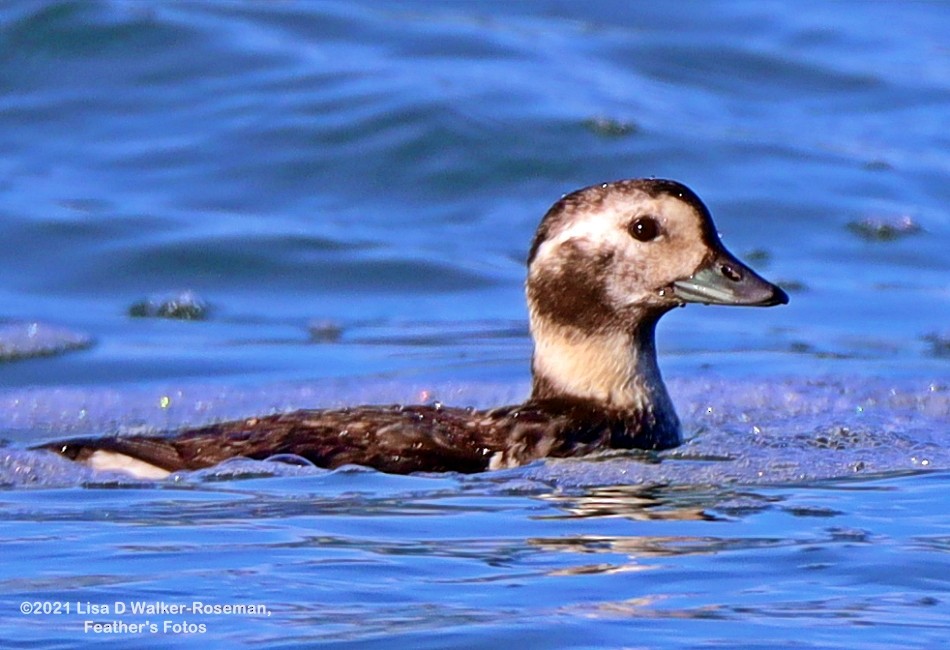 Long-tailed Duck - ML396919031