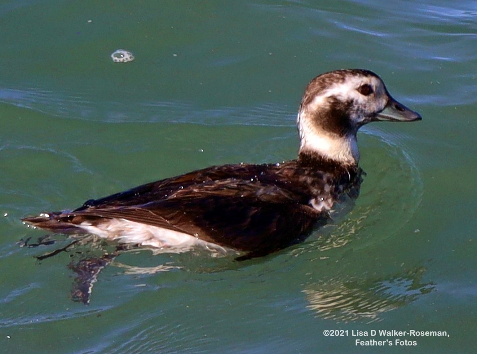 Long-tailed Duck - ML396919041