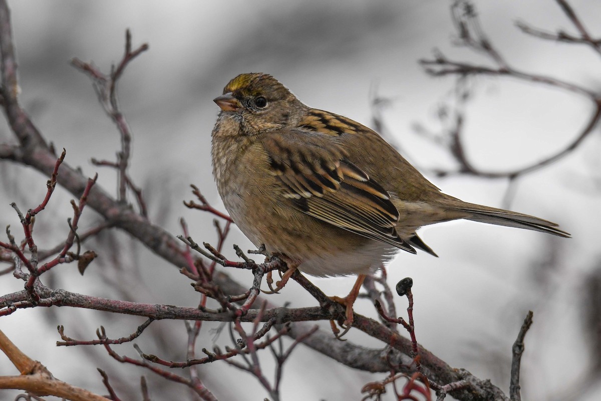 Golden-crowned Sparrow - Nancy Moore