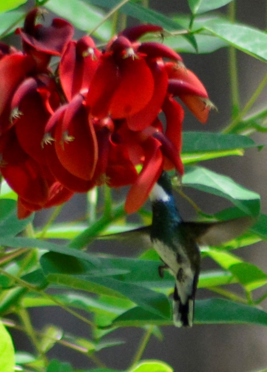 kolibřík límcový - ML396933051