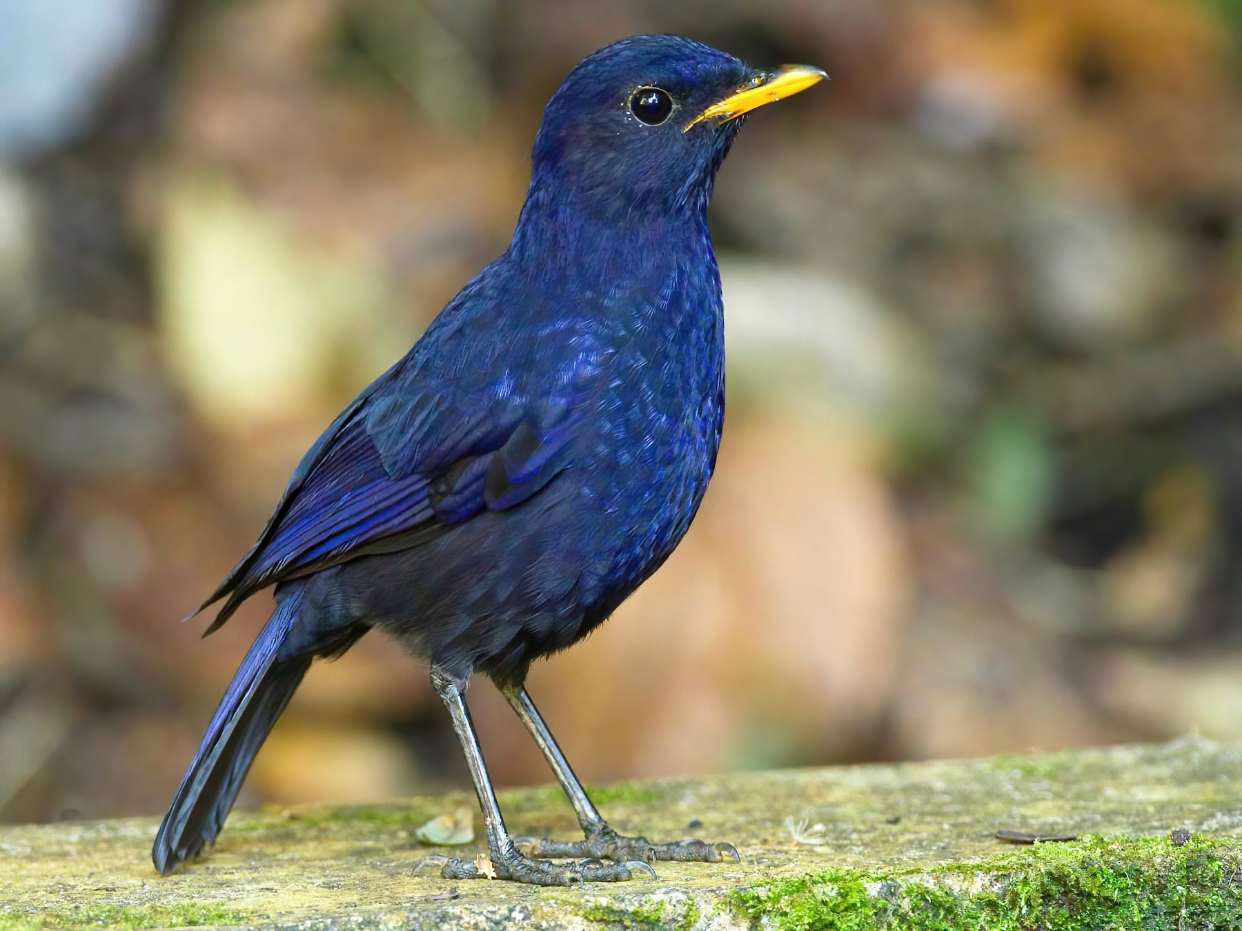Malayan WhistlingThrush eBird