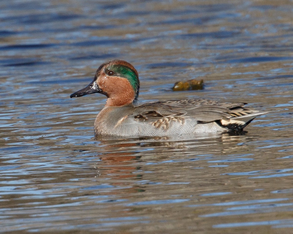 Green-winged Teal - ML39693751