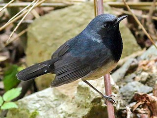 ノドグロコマドリ - eBird