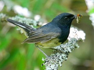 ノドグロコマドリ - eBird