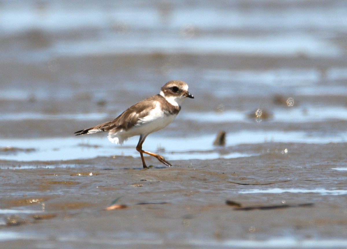 Semipalmated Plover - Michael Daley