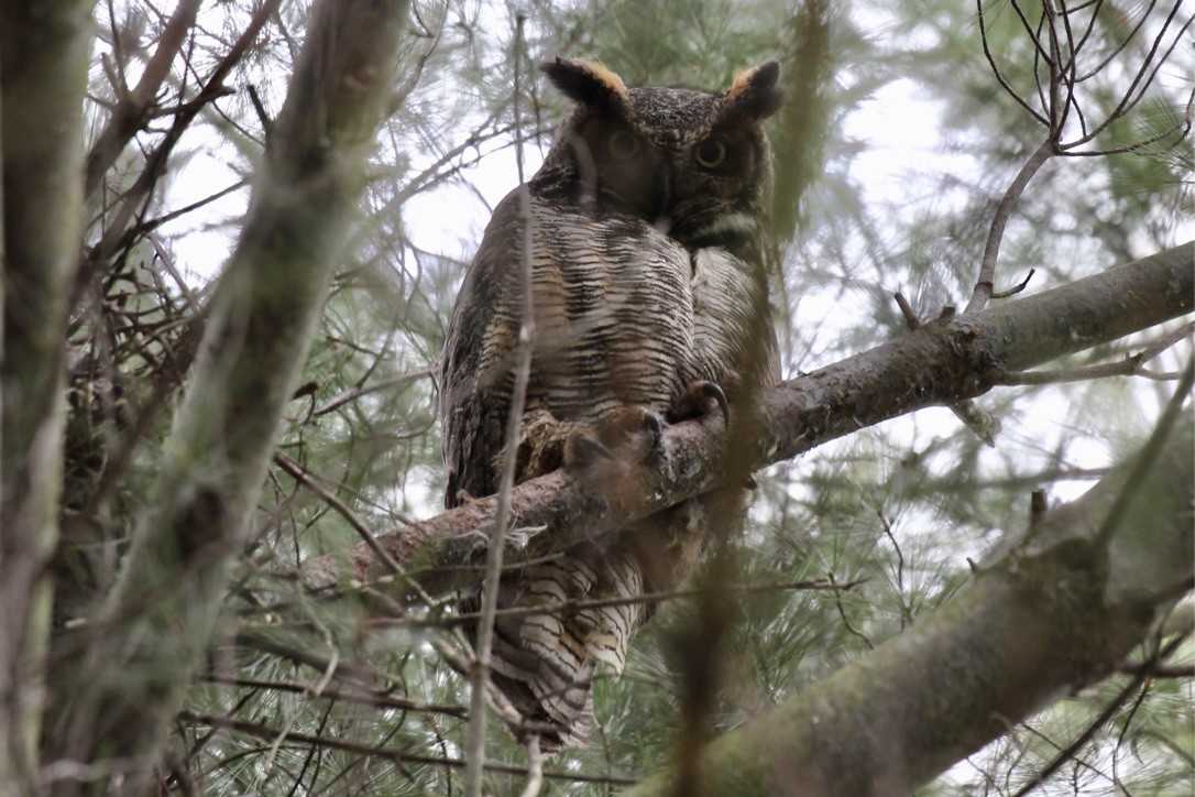 Great Horned Owl - Lauri Mattle