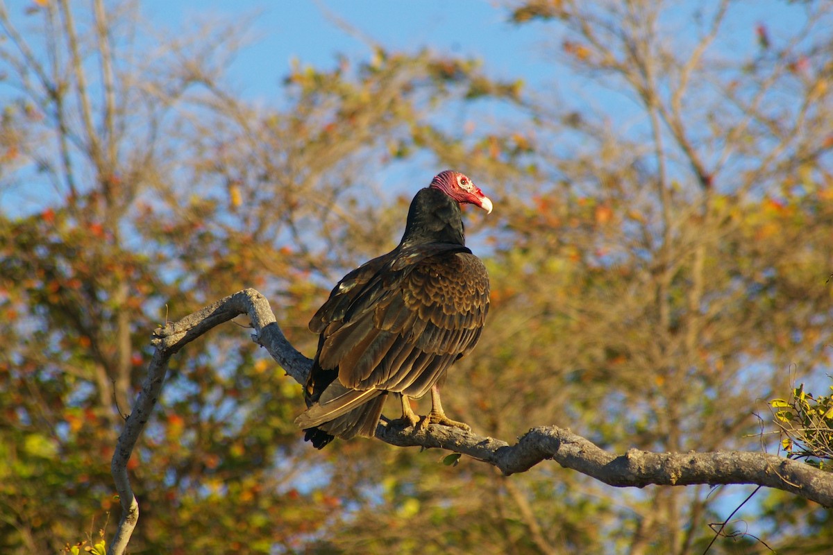 Turkey Vulture - Kent Miller