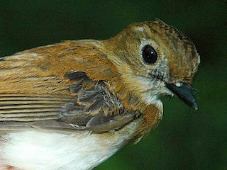  - Little Slaty Flycatcher