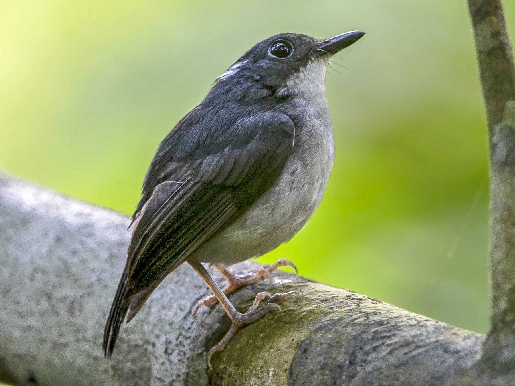 Little Slaty Flycatcher - Ramon Quisumbing