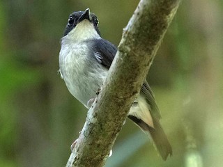  - Little Slaty Flycatcher